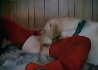Venous dog wiener stretches her snatch
