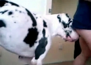 Dalmatian is a trained fucker