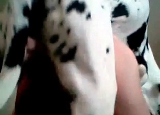 Dalmatian is a trained fucker