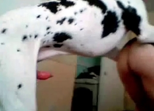Dalmatian is a trained fucker