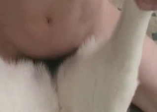 Japanese dog fucked in the ass