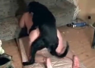 Black animal does a great job