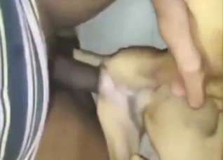 Plump-assed dog looks tiny with his dick in