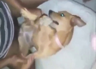 Plump-assed dog looks tiny with his dick in