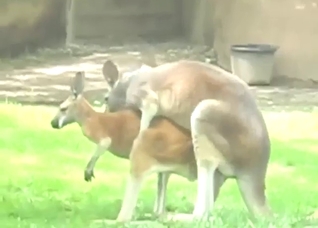Zoo porn showing kangaroos that fuck hard