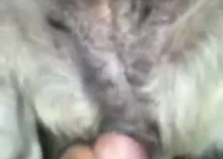 Dog's nice hole invaded by a hung zoophile