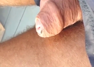 To be in love with cock-loving flies, huh