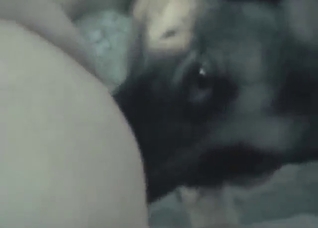 Shepherd in anal fuck scene with hot gape