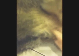 Hot animal is going to get jerked off by a stud
