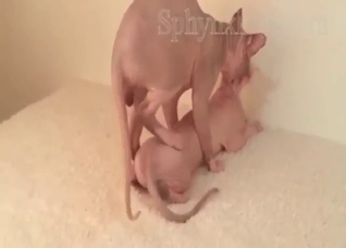 Cats fucking each other and enjoying hot gape