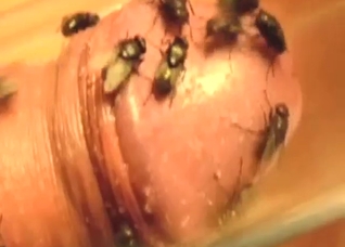 That is his foreskin, covered in flies ALL over