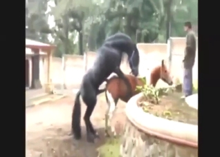 Compilation of the hottest horse fuckery