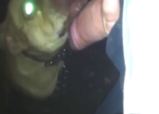 Dog fuck scene with a beast licking his boner