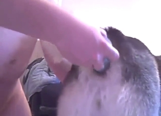 Hot zoophile playing with a Husky's hot hole