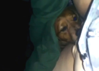 Sexy animal is going to lick her wet-as-hell cunt