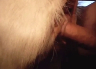 Goat in zoophile porn with passionate thrusting