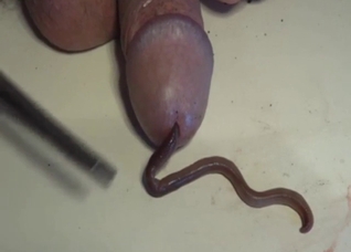 Tasteful zoo porn with a worm that looks sexy