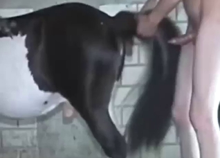 Horse fucking in bestiality: that ass is NARROW