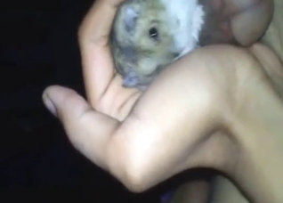 Cute hamster featured in sexy bestiality porn