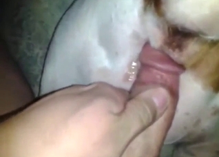 Anal bestiality sex with slutty Pitbull taking it