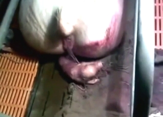 Better than zoo sex: zoo BIRTHING CONTENT