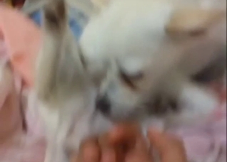 Lady zoophile wants to finger Chihuahua pussy