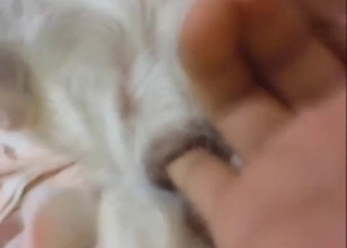 Lady zoophile wants to finger Chihuahua pussy