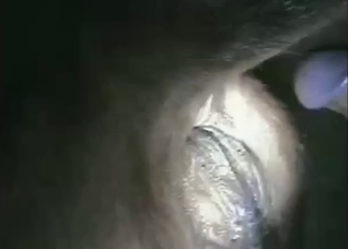 This is why zoophile porn focused on cows often