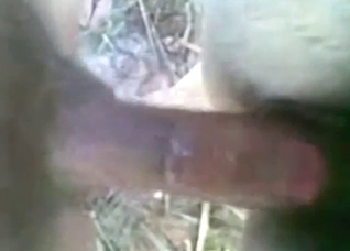 Mule in zoo porn with lots of close-up fucking