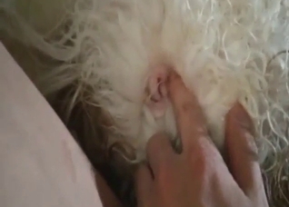 Hot zoo sex with fingering as perfect foreplay