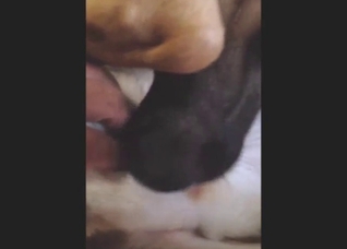 GSD zoo porn with a sexy animal getting rammed