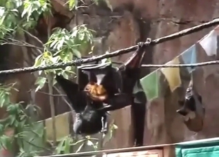 Gay bats enjoying crazy hot oral with orgasms