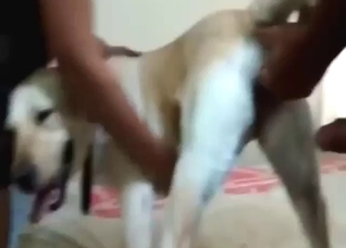 Two dudes LOCK this dog IN to fuck it together