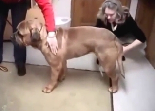 Pretty-faced dog gets jerked off in a taboo vid
