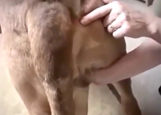 Pretty-faced dog gets jerked off in a taboo vid
