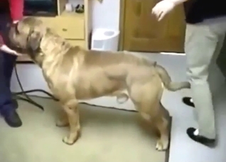 Pretty-faced dog gets jerked off in a taboo vid