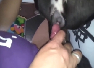 B&W dog takes a man's cock in creative ways