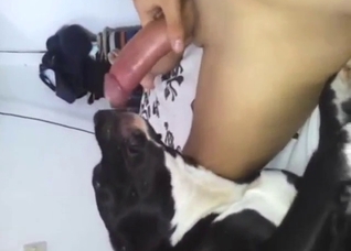 B&W dog takes a man's cock in creative ways
