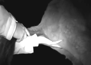 Donkey cock pleased in a night vision XXX movie