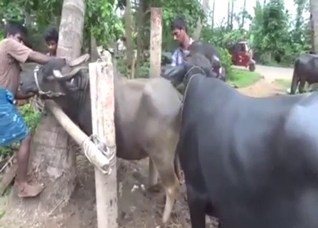 Zoo porn shows a cow moaning with a bull inside