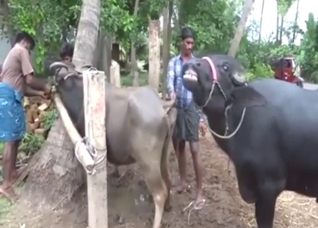 Zoo porn shows a cow moaning with a bull inside