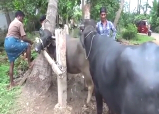 Zoo porn shows a cow moaning with a bull inside