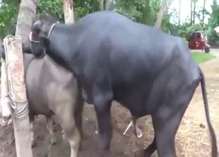 Zoo porn shows a cow moaning with a bull inside