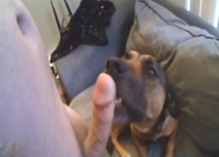 Zoo XXX: anal for a male dog that gets gaped